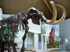 Vereinsexkursion 2011, Naturkunde- und Mammutmuseum Siegsdorf, Foto: Stadtarchäologie Hall i.T.